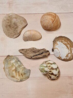 Seashell Bundle, 7-piece
